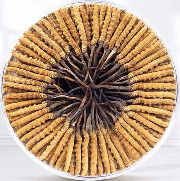 库伦冬虫夏草回收